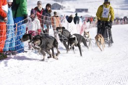 Lenk 2013